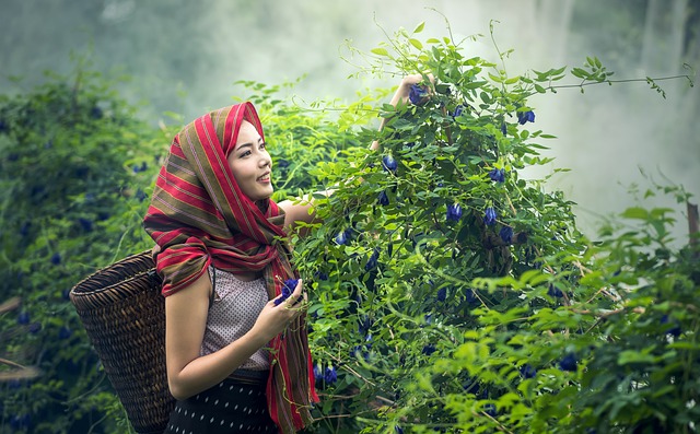 Flower Plantation