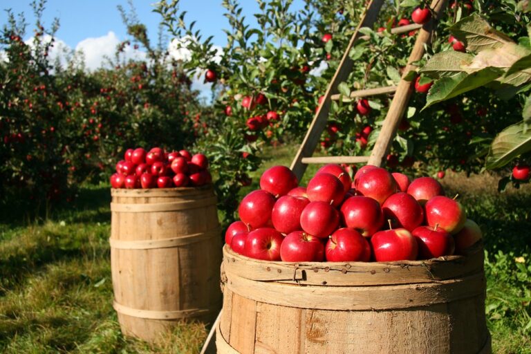 Apple Cultivation