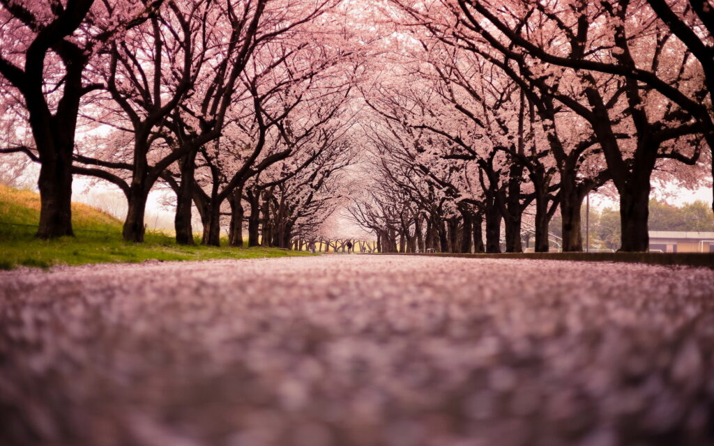 Cherryblossom