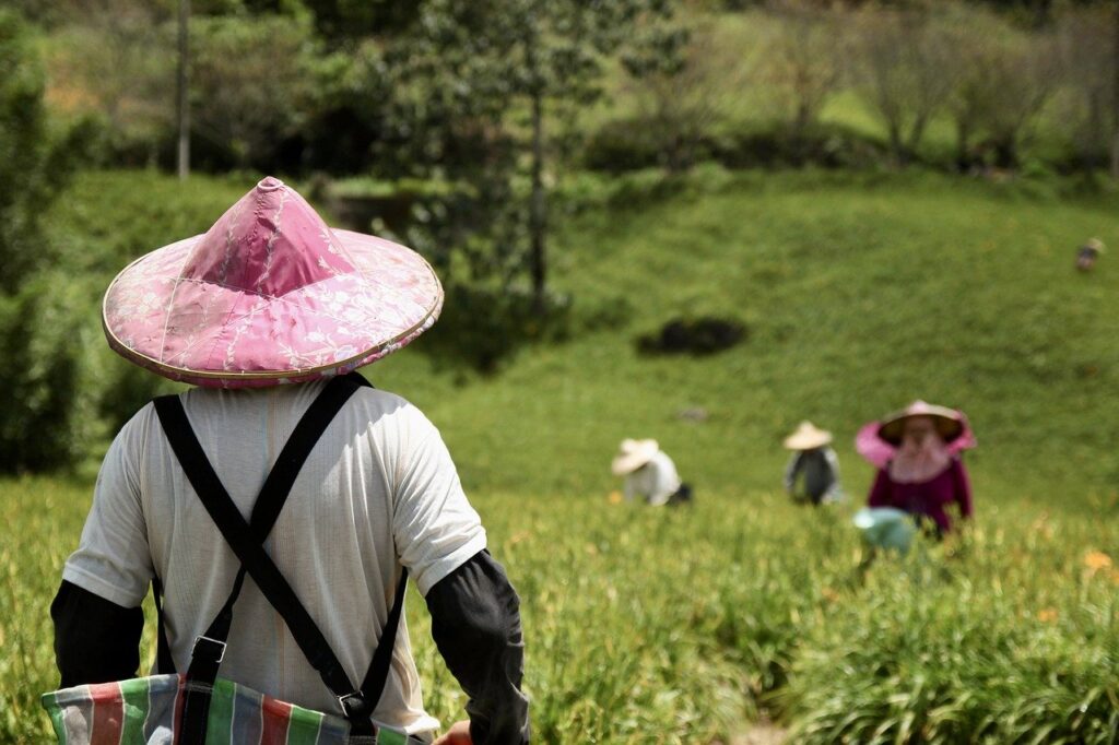 Crops Cultivation