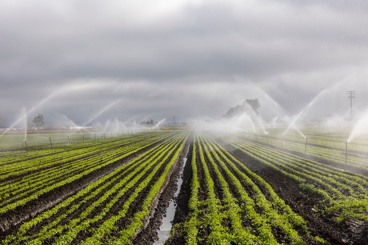 irrigation