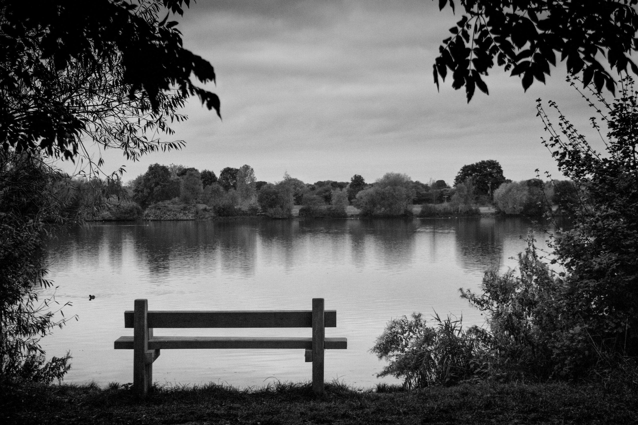 Lakeside View