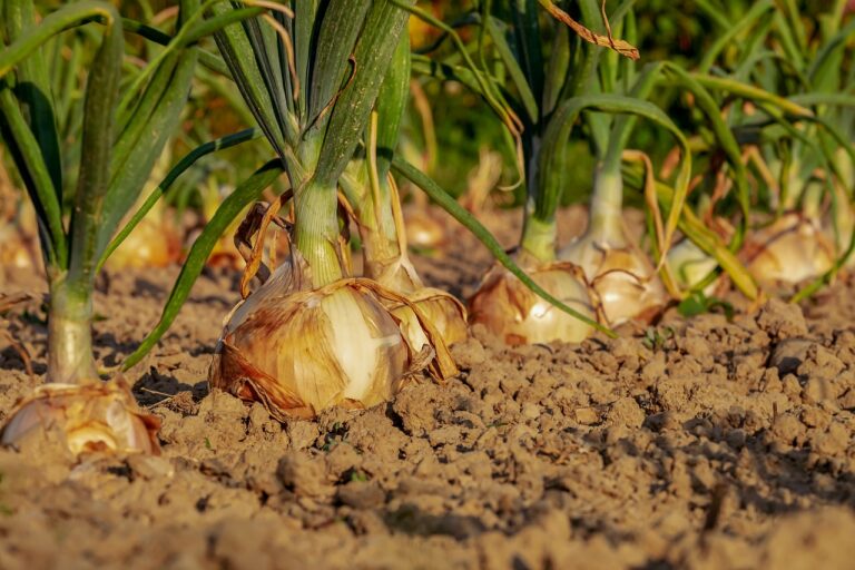 Onion Cultivation