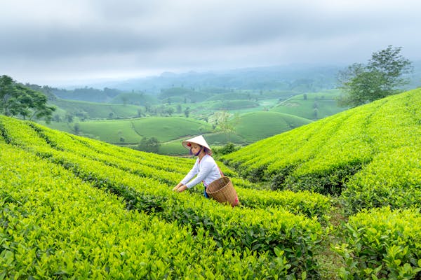 Tea Plantation