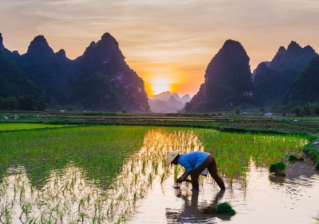 Rice Field